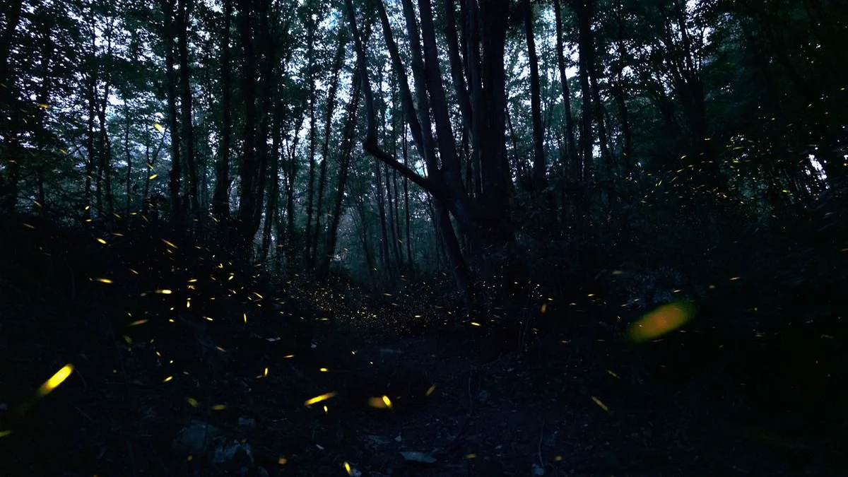Dense night forest with fireflies